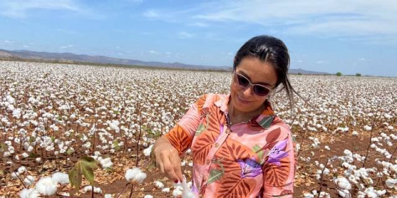 Começou a colheita do 4º ano do Projeto Ouro Branco com 270 hectares plantadas em Sousa; Assista 