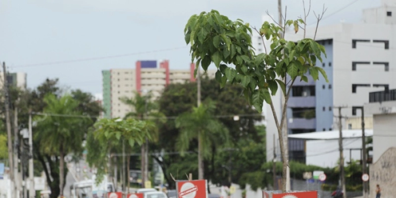 Prefeitura planta mais de 34 mil mudas de árvores em três anos e deixa João Pessoa cada vez mais verde