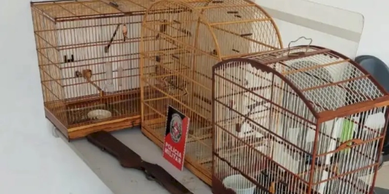 DENÚNCIAS – Polícia realiza apreensão de espingarda e aves silvestres mantidas em cativeiro, no sertão do estado 