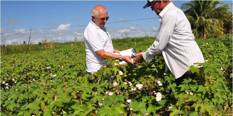 Governo do estado investe na cultura do algodão e beneficia agricultores do Sertão; Veja