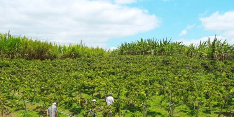 Natuba começa colheita da produção de uvas com orientação da Empaer