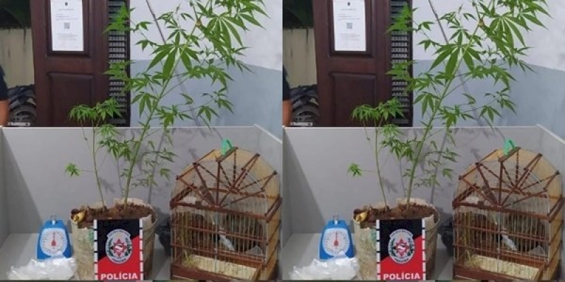 Popular é preso por tráfico de drogas e crime ambiental 