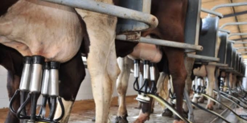 Médio Sertão da Paraíba adota plano para aumentar produção leiteira em 10%