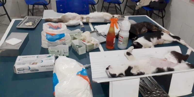 Operação identifica projeto irregular de castração e constata maus-tratos contra animais