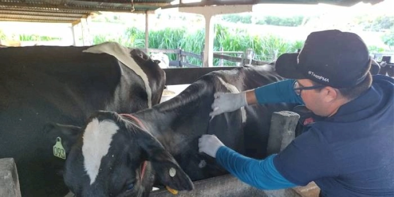 Prefeitura de João Pessoa inicia vacinação contra brucelose em rebanho bovino na zona rural