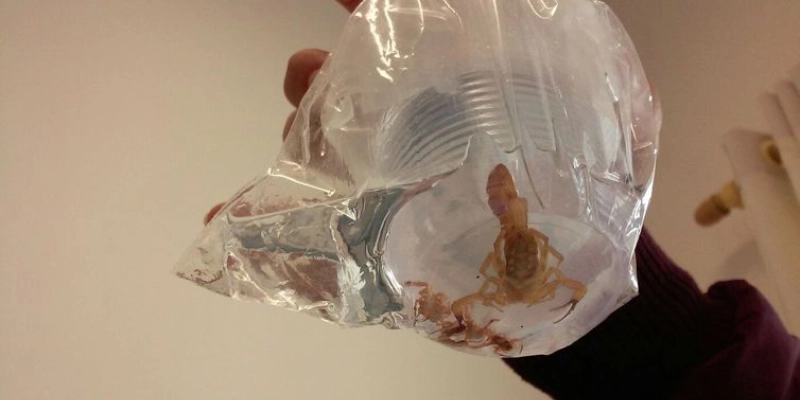 Vital Brazil alerta para aparecimento de animais peçonhentos no verão