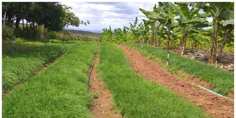 Empaer realiza live para lembrar ações em benefício do agricultor familiar