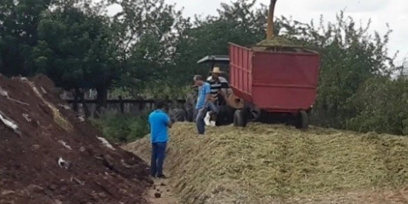 Marizópolis prioriza o processo de plantação, e ensilagem de sorgo com Agricultura Família 