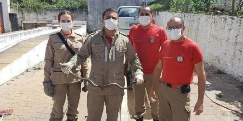 Corpo de Bombeiros captura cobra que estava escondida no interior de veículo; entenda 