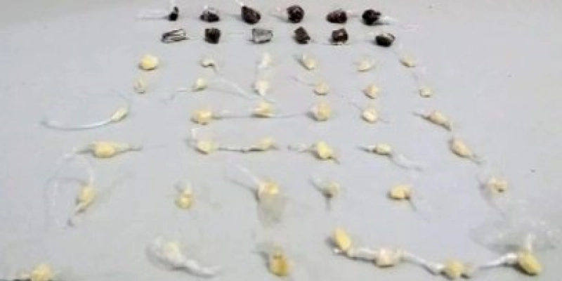 NA PB – Polícia realiza apreensão de maconha e crack, porém suspeitos conseguem fugir 