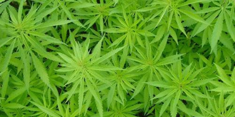 Justiça dá direito a plantio de maconha para adolescente no Maranhão