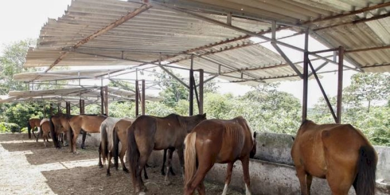 Centro de Manejo recolhe quase 300 animais soltos nas ruas este ano e garante cuidados à saúde dos bichos