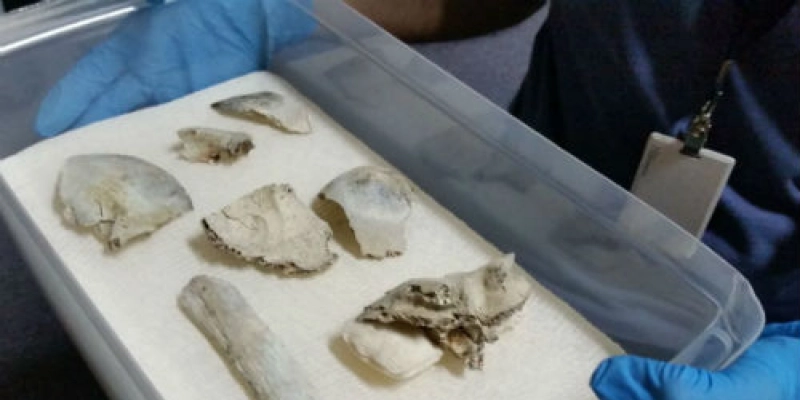 Fragmentos do crânio de Luzia são encontrados no Museu Nacional