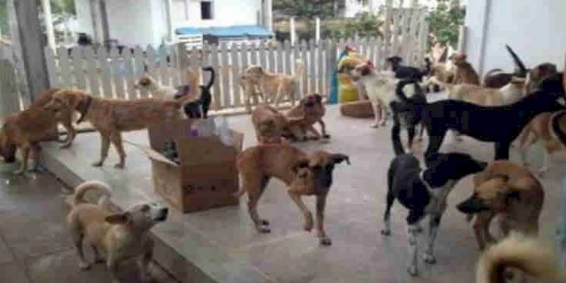 Zoonoses: 60% das doenças infecciosas humanas têm origem em animais