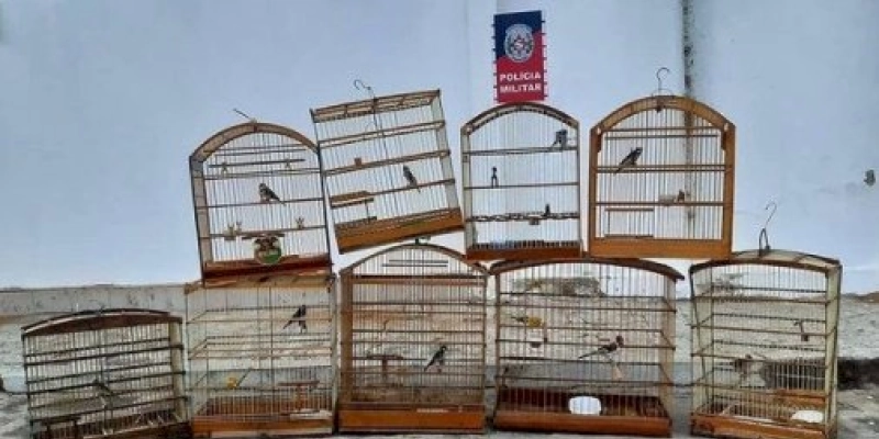 Polícia apreende nove aves silvestres e aplica multa de quase R$ 5.000,00 a proprietário em Sousa 