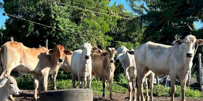 Agricultura familiar ajuda a aumentar produção leiteira no Nordeste