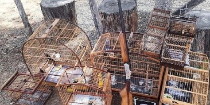 Polícia militar apreende arma de fogo e aves silvestres, na Paraíba 