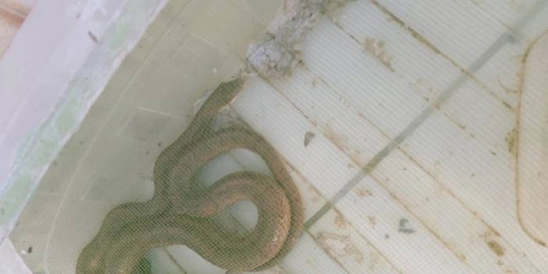 Polícia desarticula criadouro ilegal de cobras exóticas e animais silvestres na Paraíba
