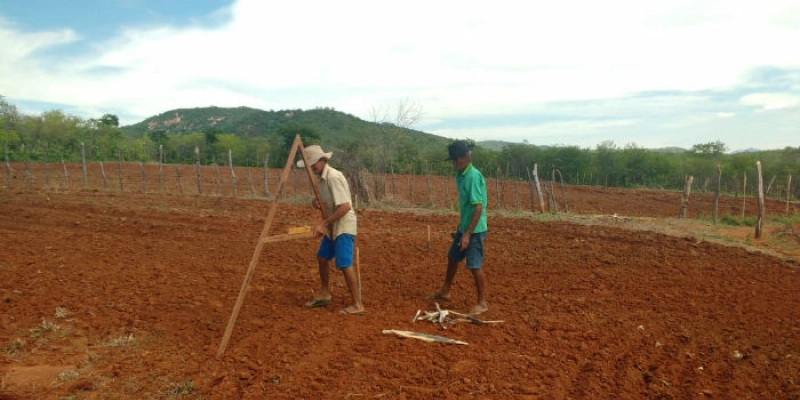 Agricultores familiares do Sertão preparam terreno para o plantio de algodão orgânico