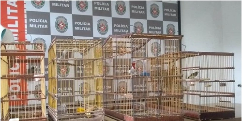 Jovem engole passarinho na frente de policiais para evitar flagrante na PB; entenda