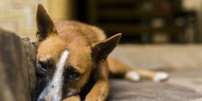 DESUMANO – Homem armado com roçadeira parte cachorro ao meio no sertão da PB