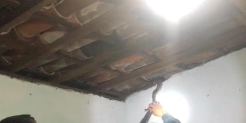 Polícia Militar resgata cobra que estava escondida no telhado de uma casa