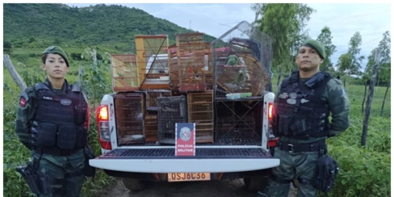 Policiais Militares do BPAmb apreendem arma de fogo e capturam aves silvestres na PB
