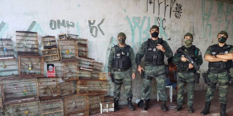 Polícia apreende mais de 50 aves silvestres e combate o tráfico de animais na Paraíba