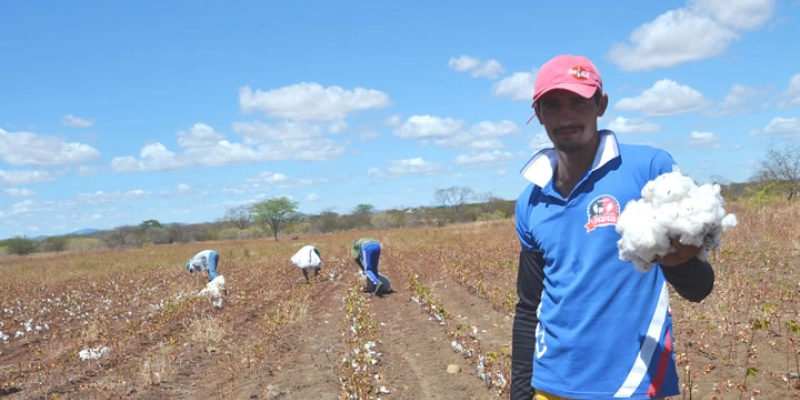  Sousa volta a produzir algodão em escala após 40 anos; Campos experimentais animam Agricultores e Produtores; Vídeo 