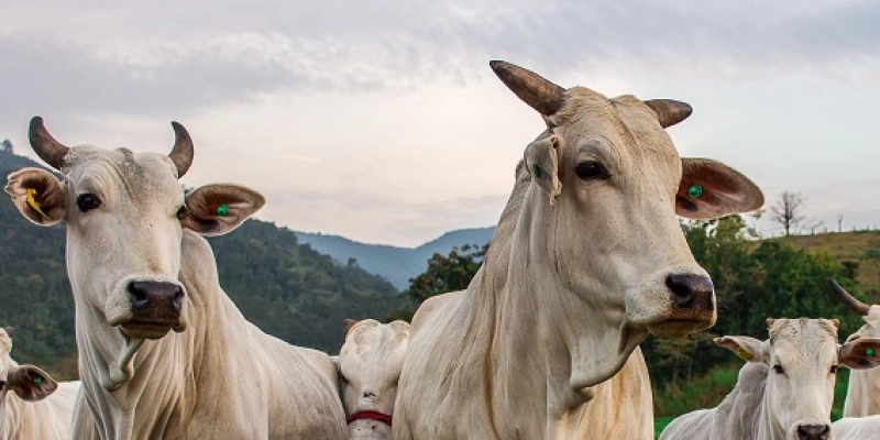 Polícia paraibana localiza caminhão e carga bovina furtados na Bahia  