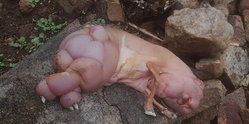 Ovelha nasce com cara de porco na zona rural em Sousa, e assusta comunidade; Imagem 