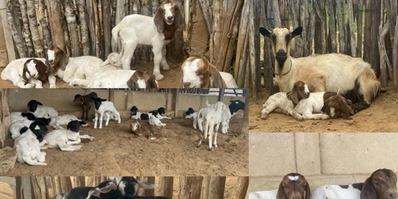 Caprinos de embriões importados da África do Sul nascem na Estação de Pendência
