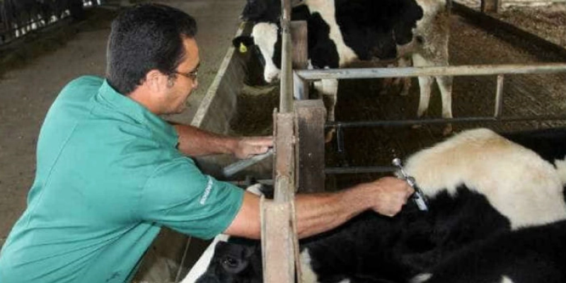 Brasil anunciará erradicação da febre aftosa no país