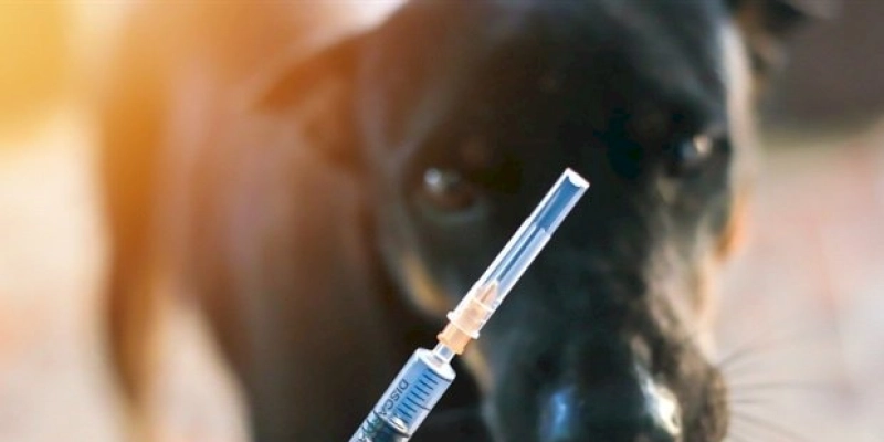 Saúde prepara Dia D da Vacinação contra a Raiva Animal