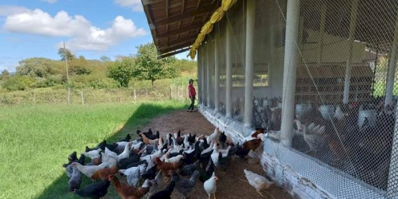 Produtor rural aumenta renda com ovos caipira em Bom Sucesso