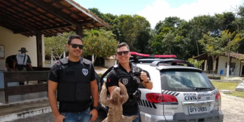 Bicho-preguiça é resgatado por policiais civis no interior da Paraíba