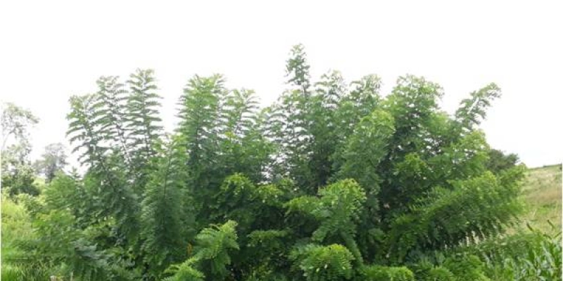 Paraíba avança na pesquisa sobre Integração Lavoura-Pecuária-Floresta