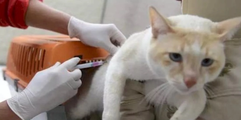 Campanha de vacinação contra raiva animal começa neste sábado em todo Estado