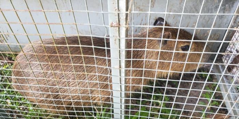 BPAmb orienta população a fazer a entrega voluntária de animais silvestres para evitar punições