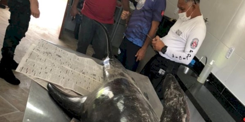 Golfinho encontrado morto em praia da Paraíba será usado em ações de educação ambiental