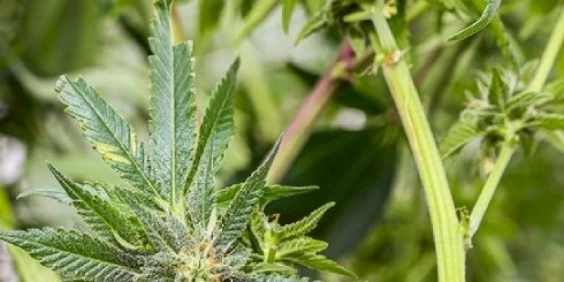 Polícia Civil desarticula laboratório de refino de drogas e descobre plantação de maconha em apartamento 
