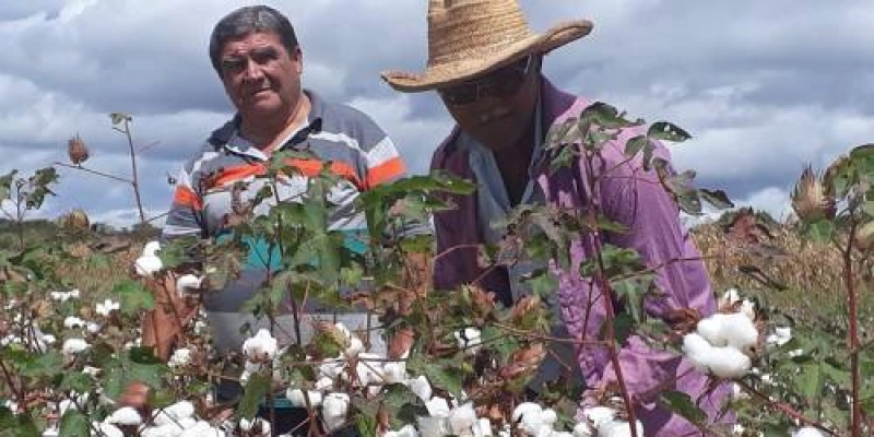 No Sertão: Governo promove dia de Campo para apresentar investimento e revitalização do Algodão ao agricultor 