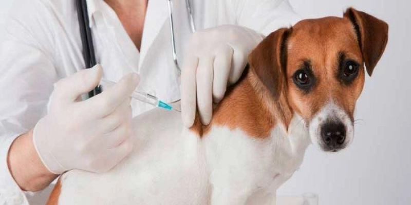 Sábado será Dia D da Campanha de Vacinação contra raiva animal em Sousa; postos de saúde estarão abertos