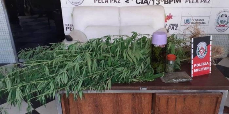Polícia Militar desarticula plantio de maconha no Sertão da Paraíba