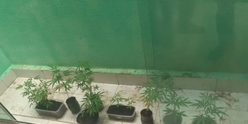 Polícia Civil prende jovem que cultivava maconha em casa