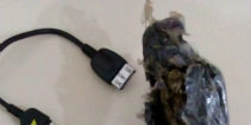 Drogas e carregadores de celulares são apreendidos na porta de presidio amarrados em um gato; Veja 