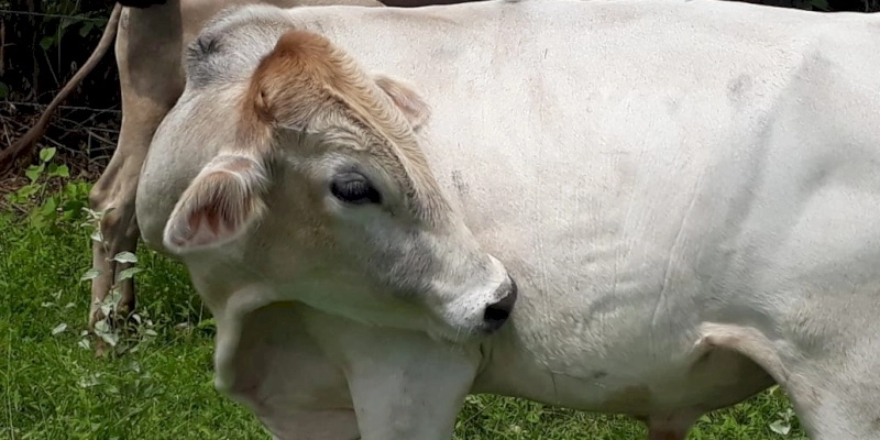Governo emite Guia de Trânsito Animal digital diminuindo a burocracia e facilitando a vida dos produtores