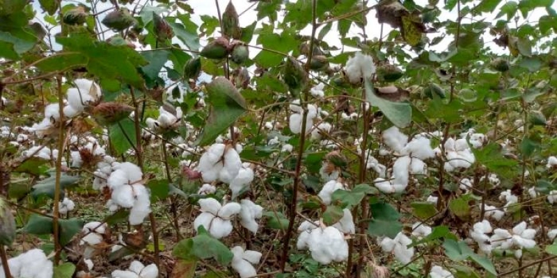 Em Ingá: Dia de Campo sobre algodão reúne produtores rurais e empresários