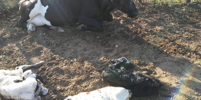 CHOCANTE – Vaca pari três bezerros em cidade do Sertão 
