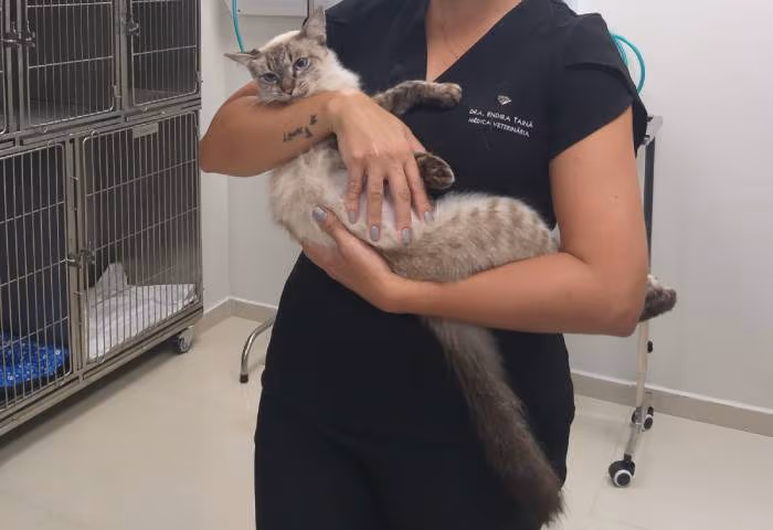 gato.jpg